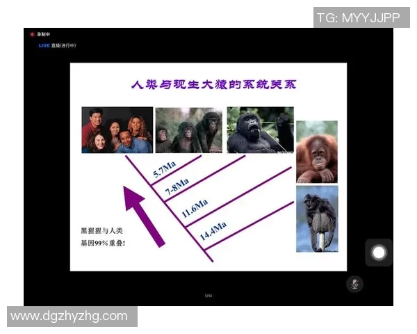 中国男子排球明星的崛起与成就探讨及其对体育发展的影响